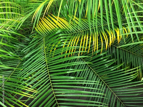 royal palms frond leaves background. Tropical leaves pattern. Jungle plants. Top view of tree