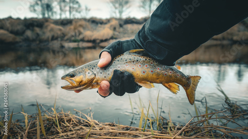 Fototapeta Naklejka Na Ścianę i Meble -  fisherman holding brown trout out of the water
