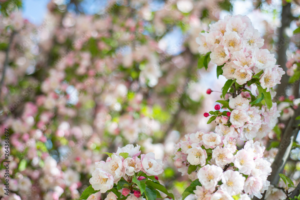 Hanami - Cherry Blossom Hanami - Cherry Blossom