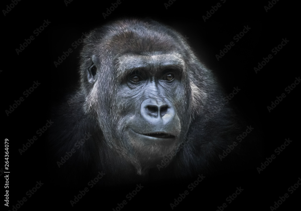 Doubt.. Portrait of a female gorilla Expressive emotions.Isolated black background