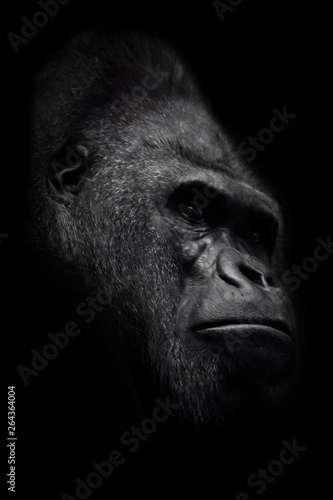 The brutal muzzle (face) of a powerful and strong male gorilla is a symbol of masculinity and wildness. Isolated black background