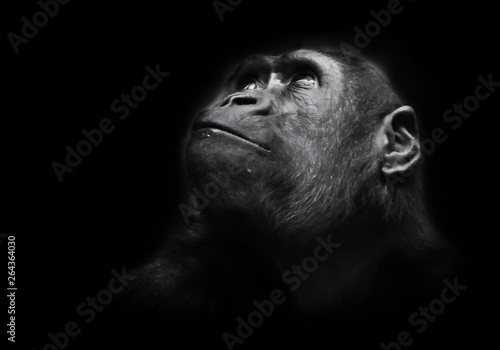 Serious big monkey look. An adult female gorilla with a serious expression smiles sideways, close-up, Isolated black background
