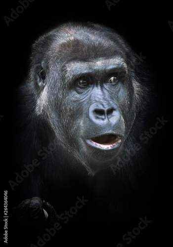 Surprise. Skepticism. Portrait of a female gorilla Expressive emotions.Isolated black background