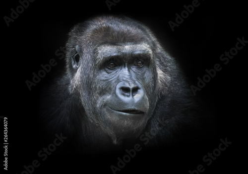 Doubt.. Portrait of a female gorilla Expressive emotions.Isolated black background