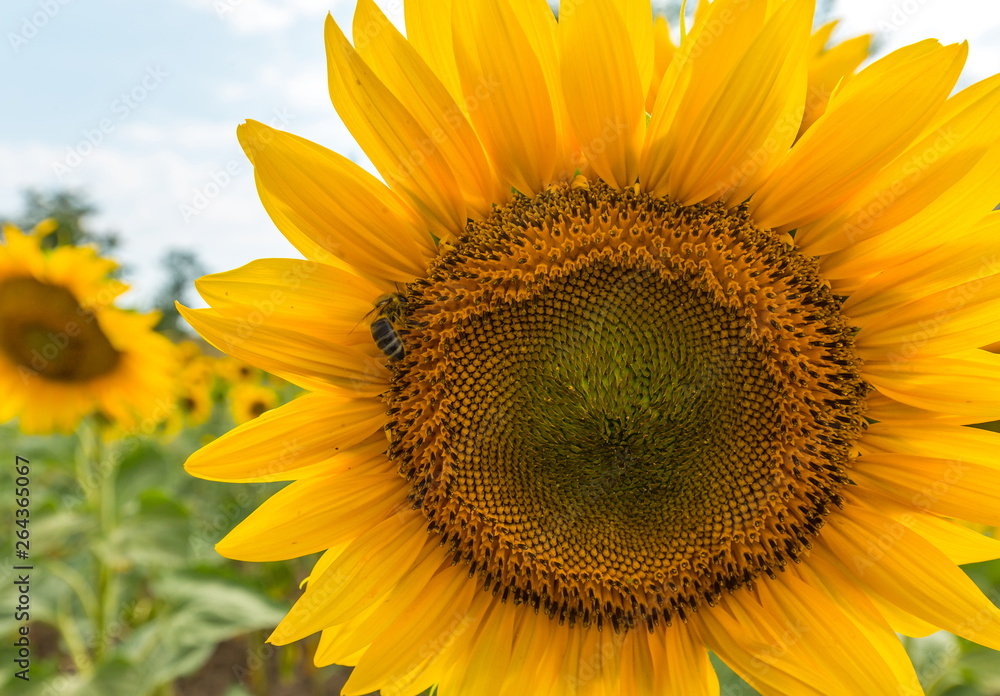 Naklejka premium The sunflower is blooming. A large type of flower seeds. Summer. Yellow flower. Sunflower in the field.