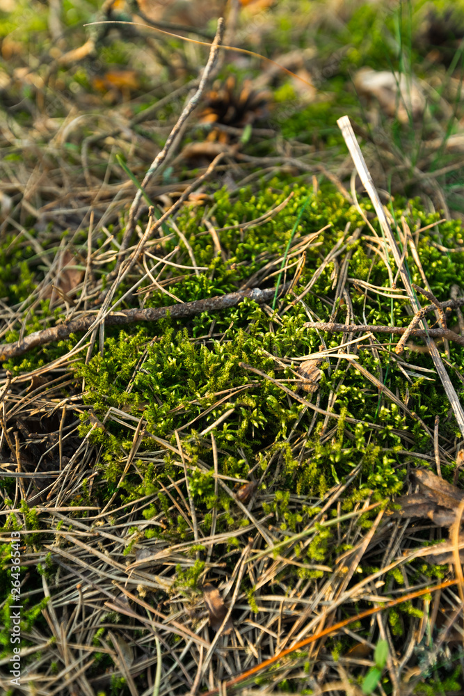 Green Moss in the sunset forest with warm light and sun flare through the trees - Baltic woods - Tender Green Moss in the sunset forest with warm light and sun flare through the trees - Baltic woods - Tender