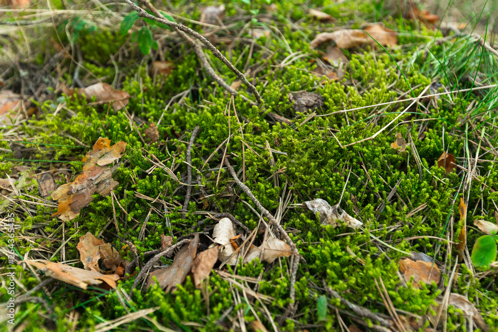 Green Moss in the sunset forest with warm light and sun flare through the trees - Baltic woods - Tender Green Moss in the sunset forest with warm light and sun flare through the trees - Baltic woods - Tender