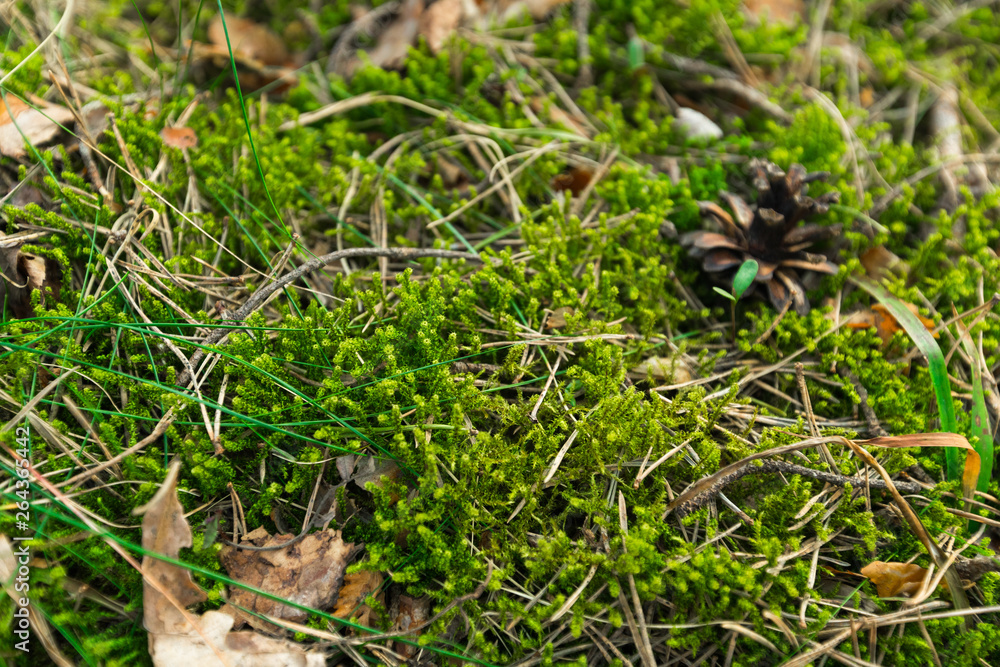 Green Moss in the sunset forest with warm light and sun flare through the trees - Baltic woods - Tender Green Moss in the sunset forest with warm light and sun flare through the trees - Baltic woods - Tender