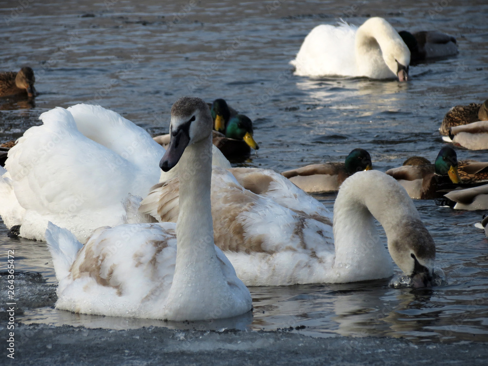 Fototapeta premium white swan and cygnets