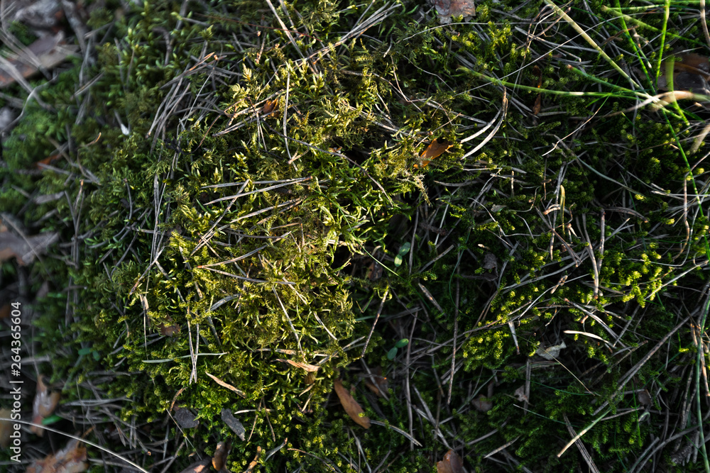 Green Moss in the sunset forest with warm light and sun flare through the trees - Baltic woods - Tender Green Moss in the sunset forest with warm light and sun flare through the trees - Baltic woods - Tender