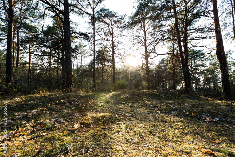 Fototapeta premium Green Moss in the sunset forest with warm light and sun flare through the trees - Baltic woods - Tender