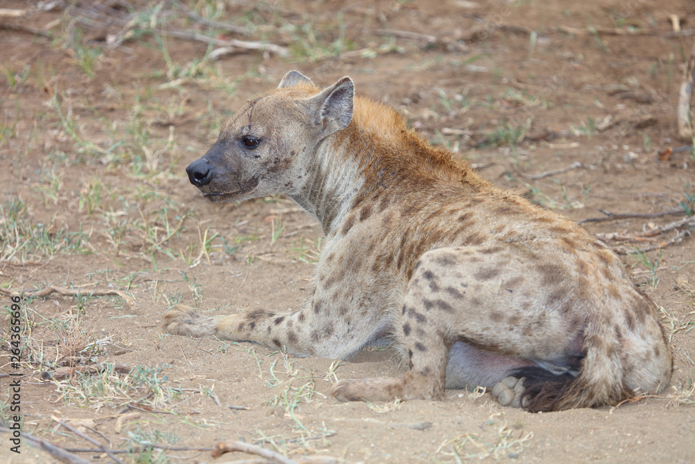 Tüpfelhyäne / Spotted hyaena / Crocuta crocuta Tüpfelhyäne / Spotted hyaena / Crocuta crocuta