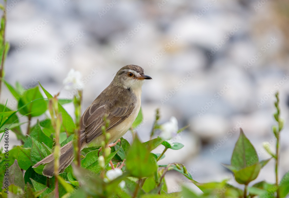 Plain Prinia (Prinia inornata) standing on green leaves in the garden. Plain Prinia (Prinia inornata) standing on green leaves in the garden.