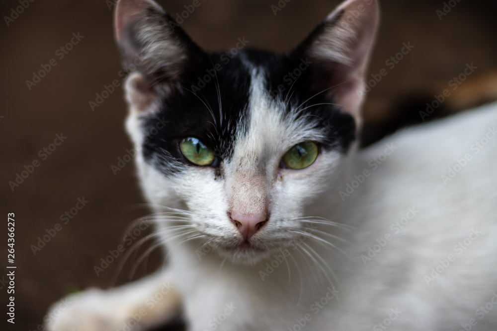 Cat eye black and white Cat eye black and white