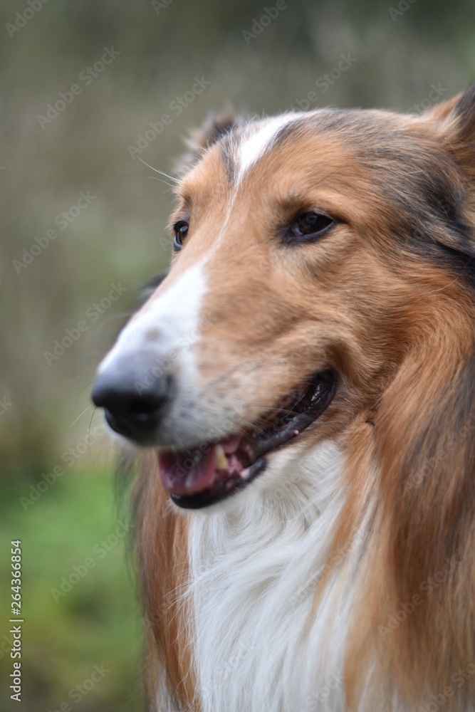 Amerikanischer Collie Amerikanischer Collie