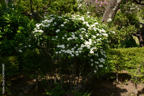 Reeves spirea blossoms