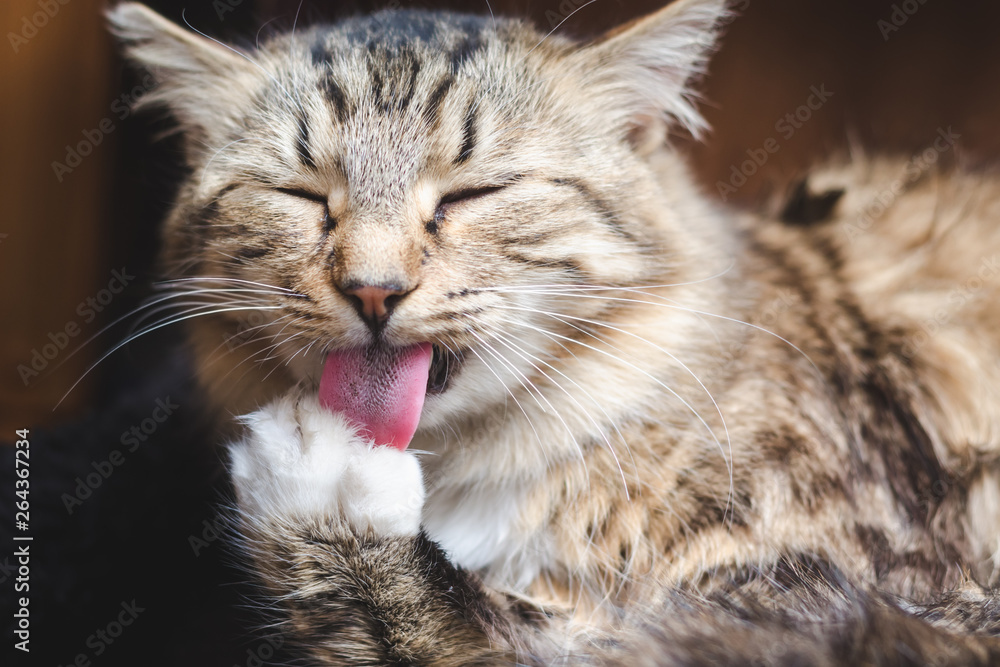 Naklejka premium Beautiful fluffy tabby cat washes its paw