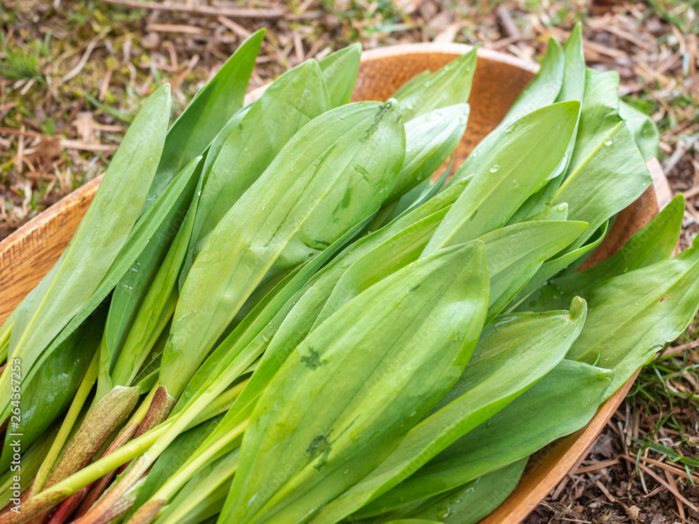 Obraz premium 行者ニンニク 山菜