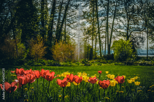 Wallpaper image with colorful tulip flowers on a meadow with trees and a fountain in the defocused background  lots of copy space