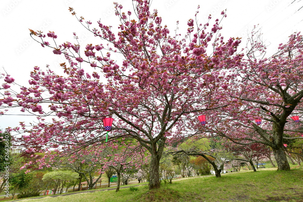 Fototapeta premium 静峰ふるさと公園
