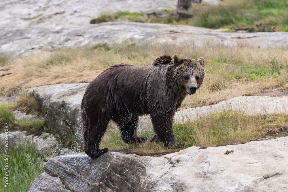 Closeup portrait of wet adult brown bear shaking its body with a lot of splashes after swimming. Ursus arctos beringianus. Kamchatka bear. Closeup portrait of wet adult brown bear shaking its body with a lot of splashes after swimming. Ursus arctos beringianus. Kamchatka bear.