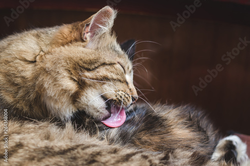 Beautiful fluffy tabby cat washes its hair with tongue  selective focus