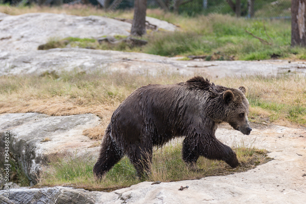 Closeup portrait of wet adult brown bear shaking its body with a lot of splashes after swimming. Ursus arctos beringianus. Kamchatka bear. Closeup portrait of wet adult brown bear shaking its body with a lot of splashes after swimming. Ursus arctos beringianus. Kamchatka bear.