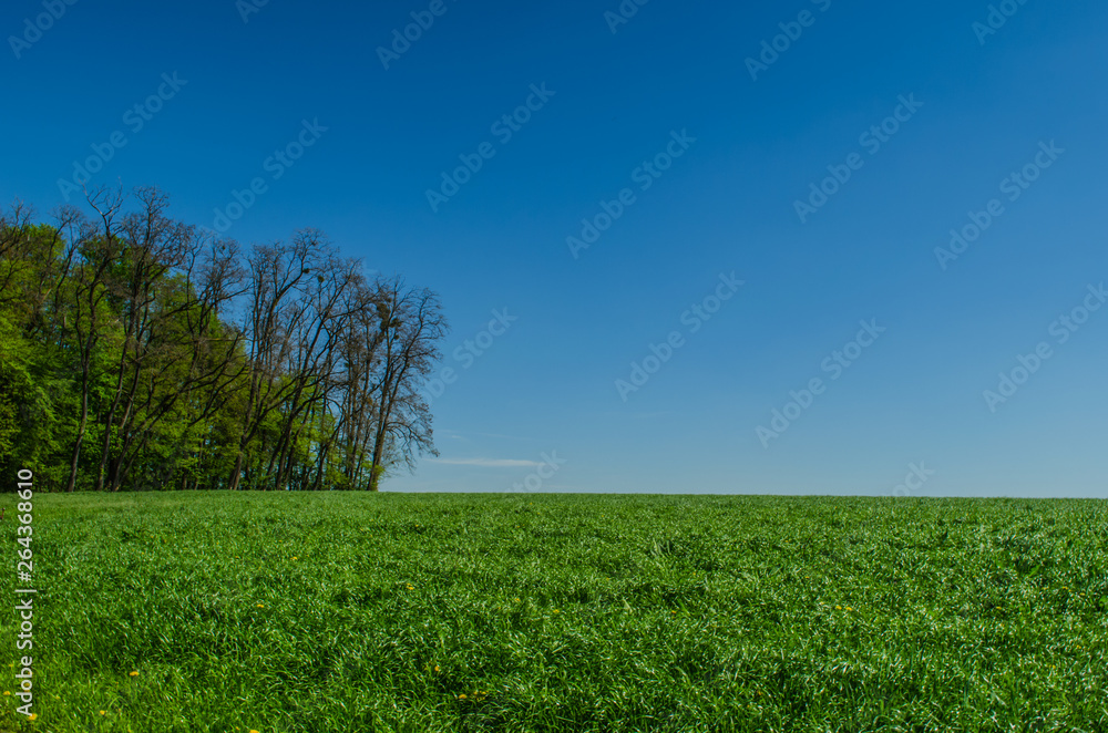 Obraz premium A green field