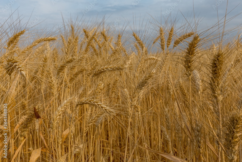 Ears of wheat. Ripe wheat. Harvest A large type of ears, grain.