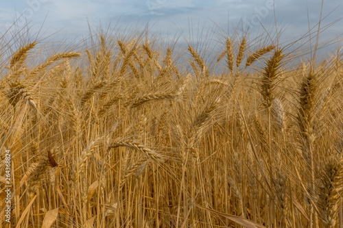 Ears of wheat. Ripe wheat. Harvest A large type of ears  grain.
