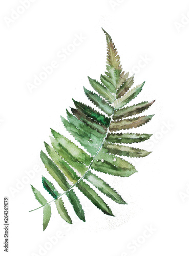 watercolor plant fern
