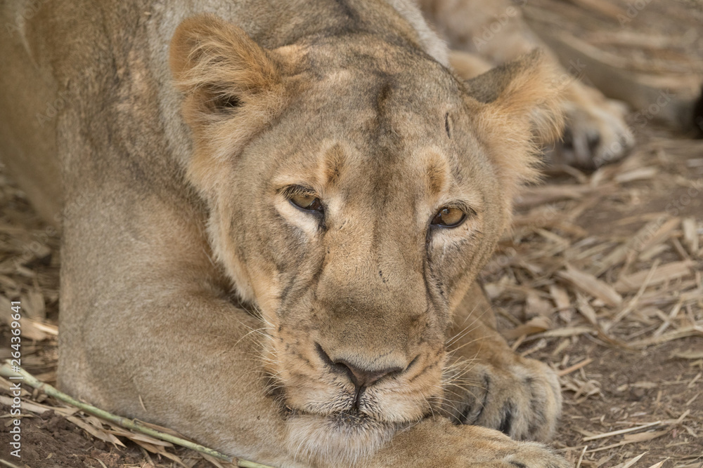 Fototapeta premium lion and lioness