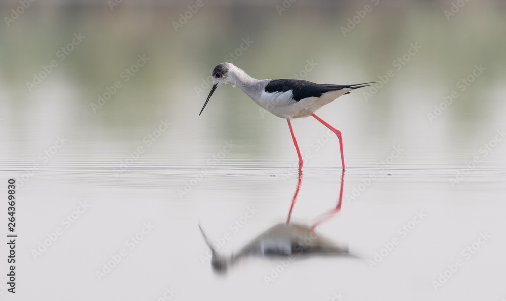 Obraz premium stork on white background