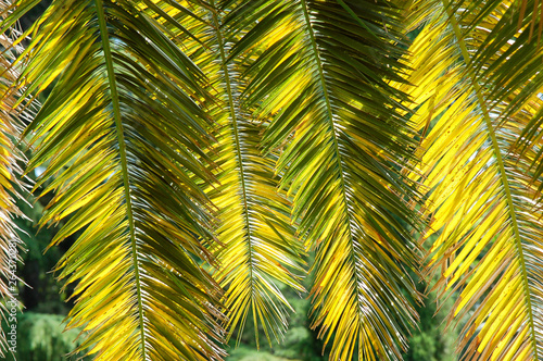 Feuillage de palmier
