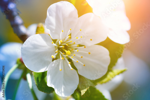 Beautiful spring flower of cherry tree with sunlight. Macro photography.