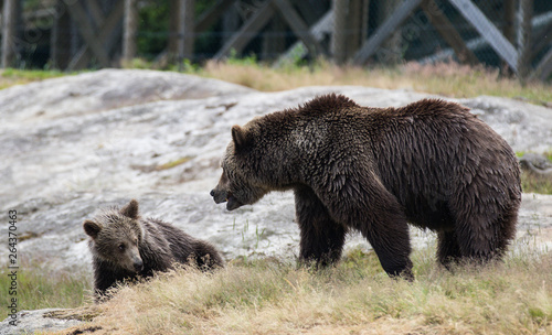 Cute family of brown bear mother bear and its baby cub playing in the grass. Ursus arctos beringianus. Kamchatka bear.