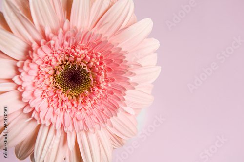 Pink light Gerbera flower on the pink light background