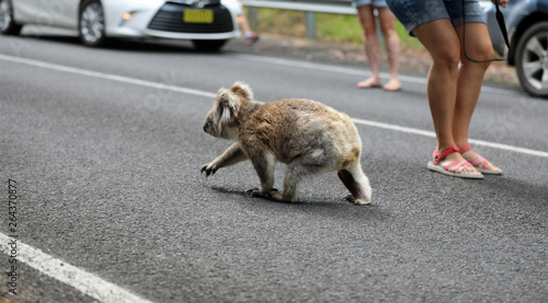 Photography Freilebender Koala in Australien
