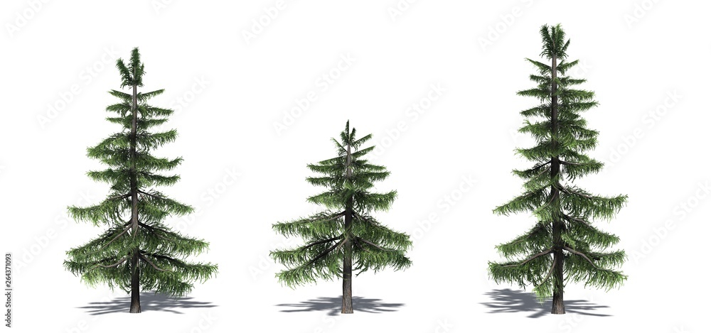 Set of Alaska Cedar trees with shadow on the floor - isolated on a white background