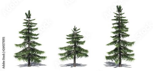 Set of Alaska Cedar trees with shadow on the floor - isolated on a white background