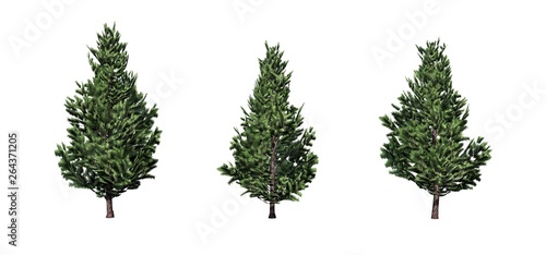 Set of Christmas Scotch Pine trees - isolated on a white background