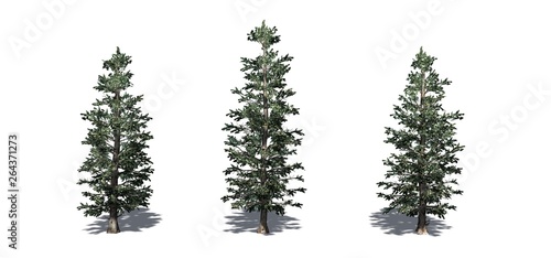 Set of Colorado Blue Spruce trees with shadow on the floor - isolated on a white background
