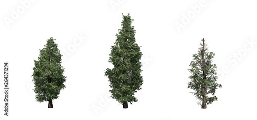 Set of Eastern Red Cedar trees - isolated on a white background