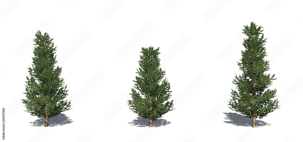 Set of Fraser Fir trees with shadow on the floor - isolated on a white background