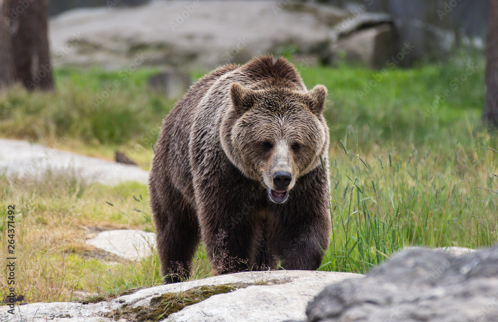 Closeup portrait of huge adult brown bear looking at you. Ursus arctos beringianus. Kamchatka bear.