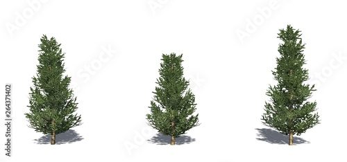Set of Fraser Fir trees with shadow on the floor - isolated on a white background