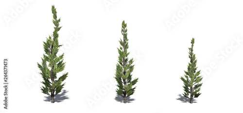 Set of Hollywood Juniper trees with shadow on the floor - isolated on a white background