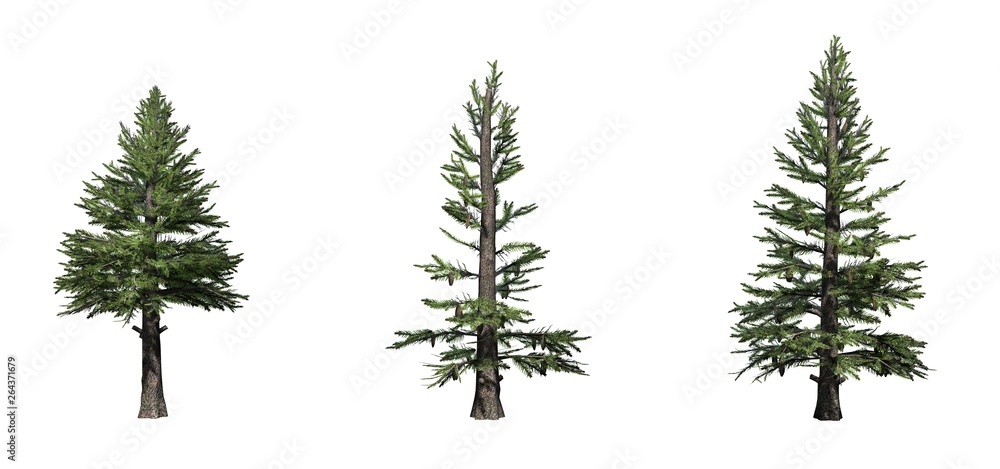 Set of Norway Spruce trees - isolated on a white background