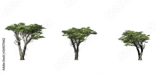 Konstfotografi Set of Monterey Cypress trees - isolated on a white background