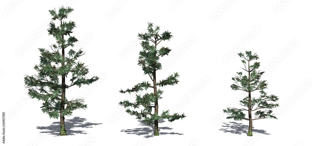 Obraz premium Set of White Fir trees with shadow on the floor - isolated on a white background
